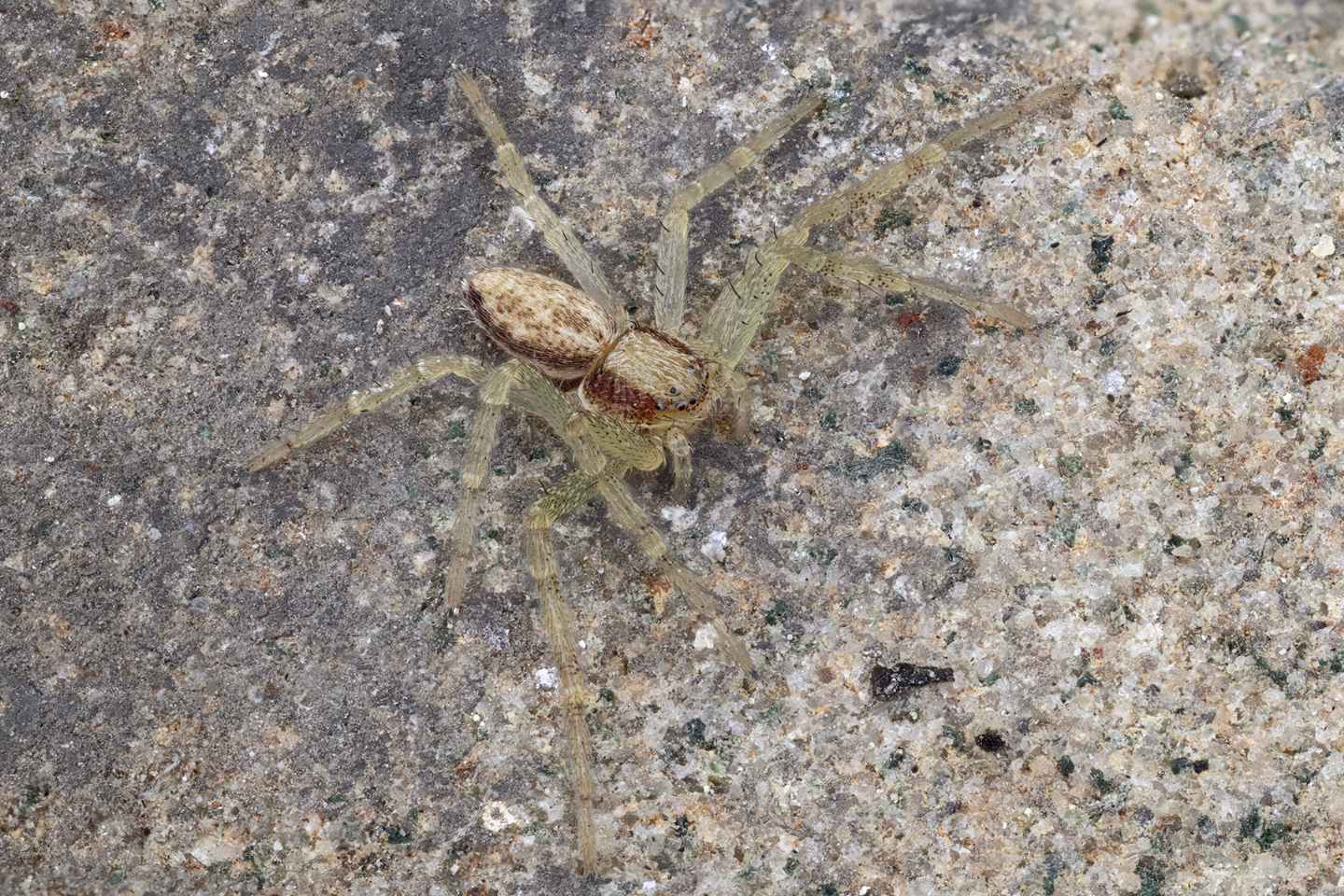 Philodromus sp. - La Spezia